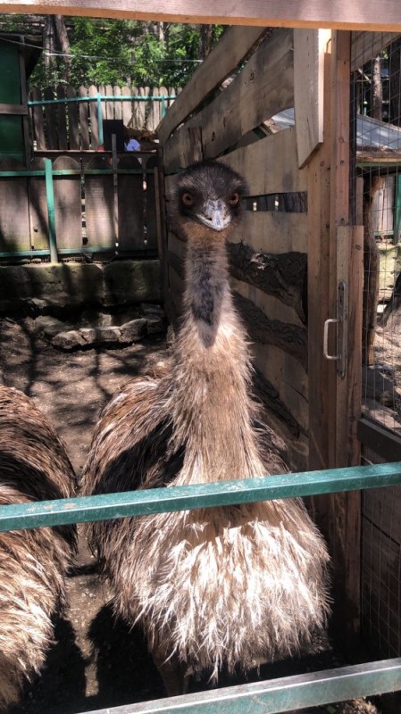 Create meme: rostov on don emu zoo, ostrich , dromaius sivalensis