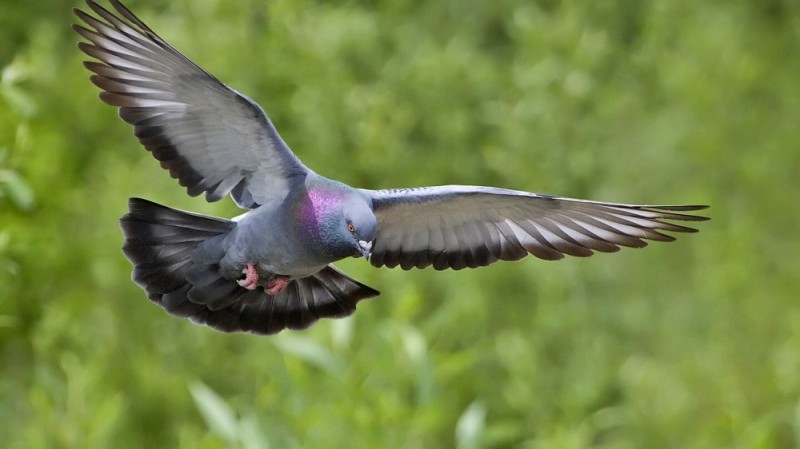 Create meme: dove , dove , blue pigeon habitat