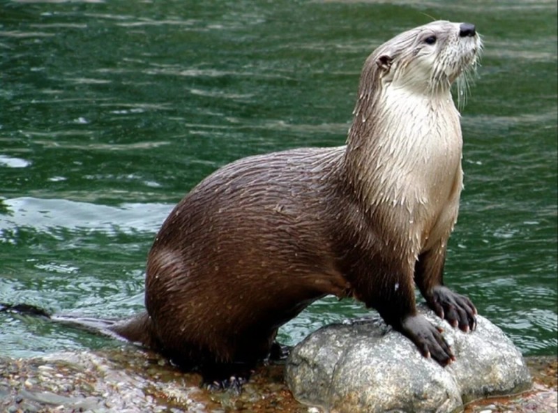 Create meme: animal otter, sea otter, water otter