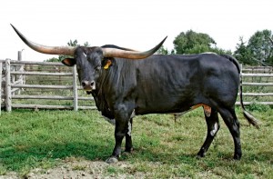 Create meme: the wild bull tour photos, bull Gaur, tour bull photo