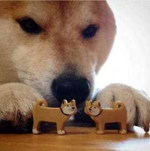 Create meme: cute dogs, Shiba inu meme, dog bites