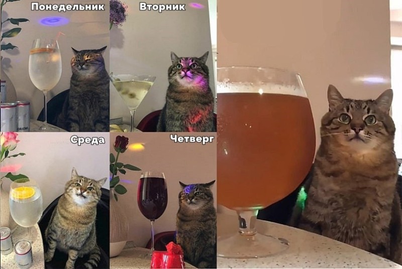 Create meme: cat with wine, cat 