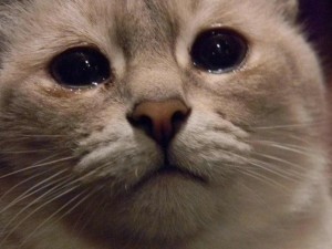 Create meme: plaintive cat, does this mean the cat, cat crying photos