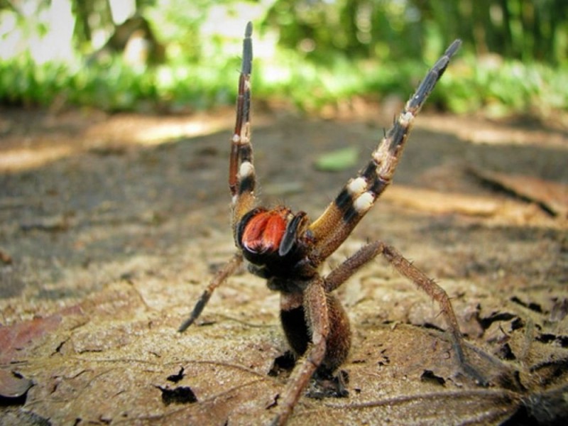 Create meme: brazilian wandering spider, banana wandering spider, the most venomous spiders in the world