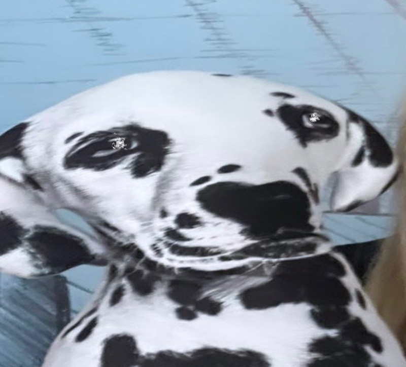 Create meme: Dalmatians, breed Dalmatian, dog breed dalmatian