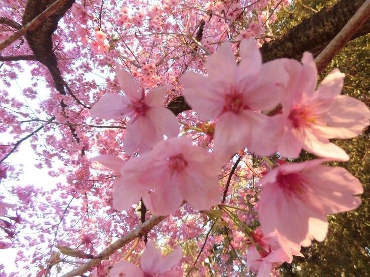 Create meme: cherry blossoms , cherry blossoms, cherry blossom