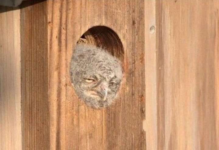 Create meme: the harsh owl, owl owl, owl in the hollow