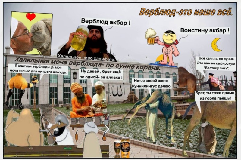 Create meme: camel urine, camels, male 