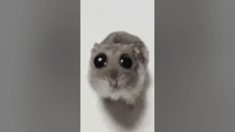 Create meme: a scared hamster, A hamster with big eyes, meme hamster with a cross