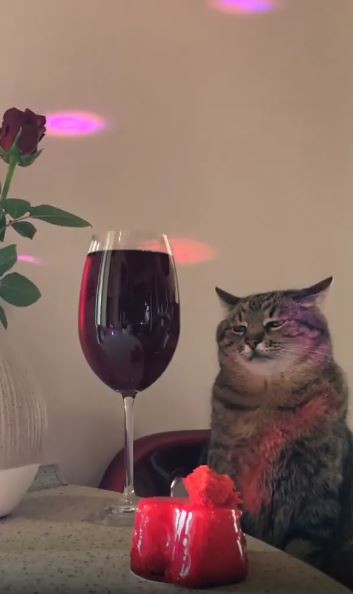 Create meme: cat with a glass, stepan the cat, cat 