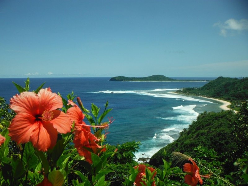 Создать мем: hibiscus rosa sinensis, гибискус растение, гибискус