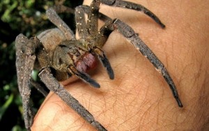 Создать мем: самый большой паук, самый большой паук в мире, уродливые пауки