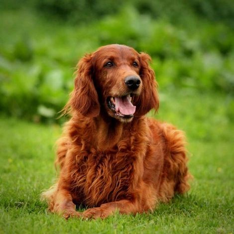 Create meme: irish setter, irish setter dog, irish red setter