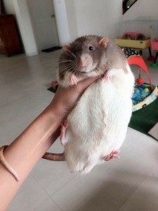 Create meme: pet rat large, pregnant rat Dumbo, pet rat Dumbo adult