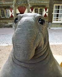 Create meme: zhdun is beautiful, zhdun animal, northern elephant seal zhdun