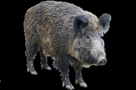 Create meme: African swine fever , wild boar cleaver, wild boar on a white background