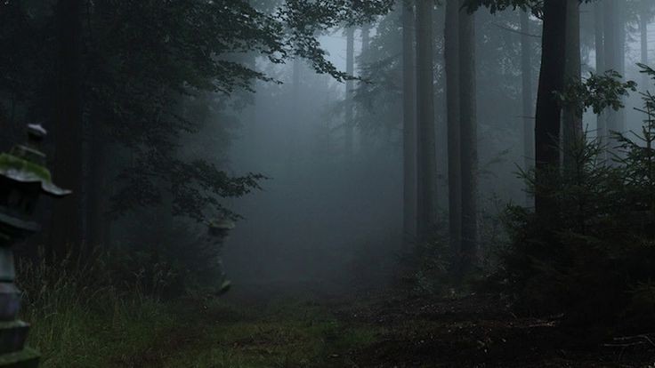 Создать мем: темный лес, лес, лес в тумане