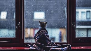 Создать мем: дождь за окном, дождь окно кот картинки, дождь окно