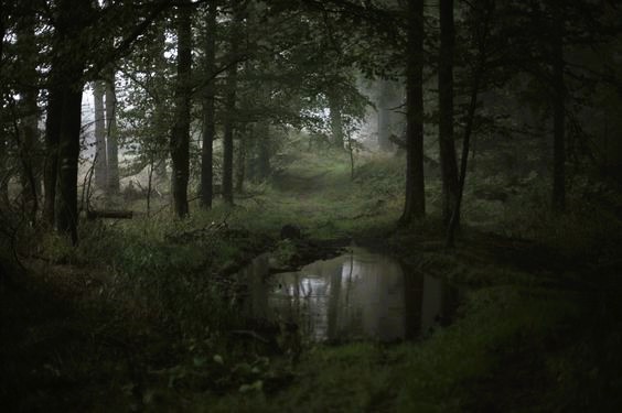 Create meme: forest misty, forest nature, forest landscape