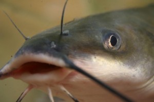 Create meme: American channel catfish, channel catfish spawning, shark catfish pangasius