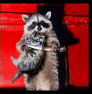 Create meme: a raccoon with a knife, pet raccoon, raccoons