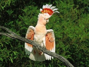 Create meme: parrot cockatoo