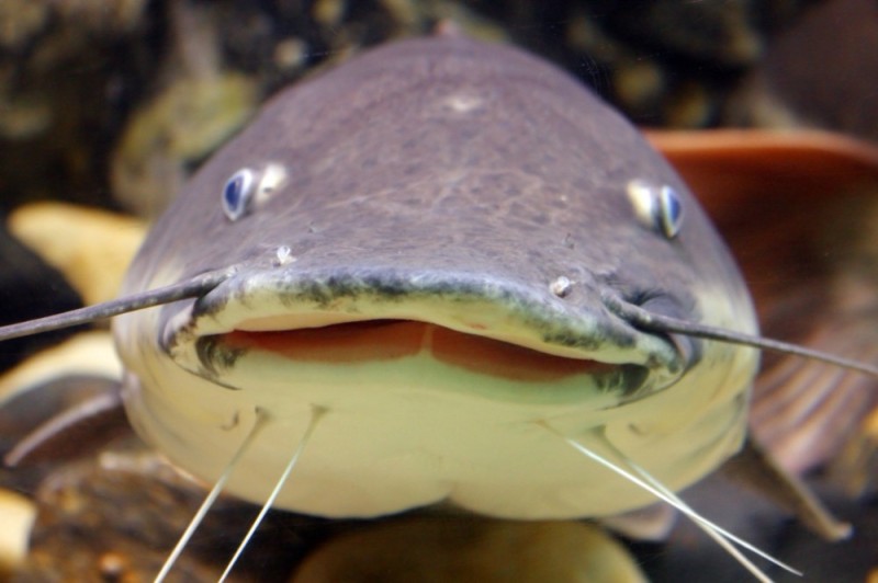 Create meme: fish catfish, catfish fish, Catfish is smiling