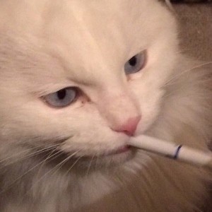 Создать мем: кот белый, Турецкая ангора, кот с сигаретой мем