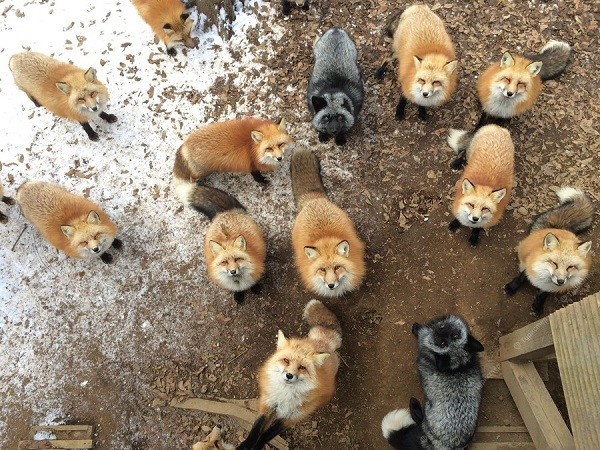 Create meme: Fox , japanese fox, Fox