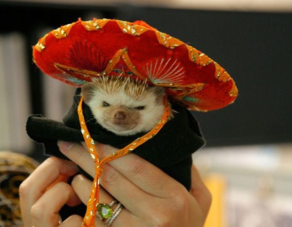 Create meme: hedgehog in a hat, hedgehog in a hat, hedgehogs are funny