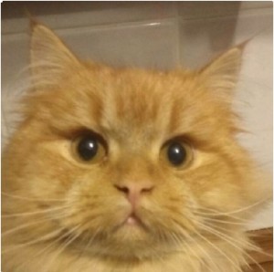 Создать мем: пропал кот ломоносов, кот винсент, рыжая кошка экзот
