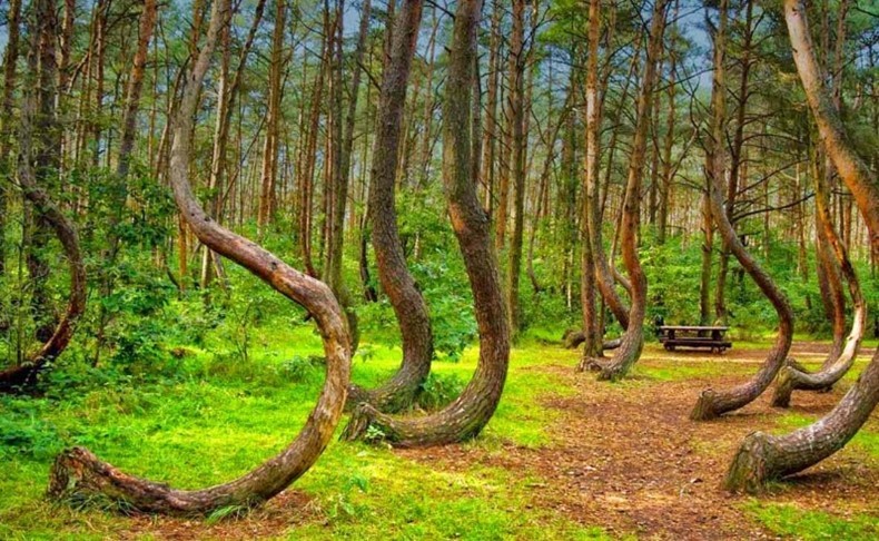 Create meme: Hoya Bachu forest, crooked forest (crooked forest) poland, crooked forest