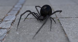 Create meme: black small spider, spider white black widow photos, poisonous spider Latrodectus