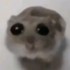 Create meme: hamster funny, the hamster meme, meme hamster 