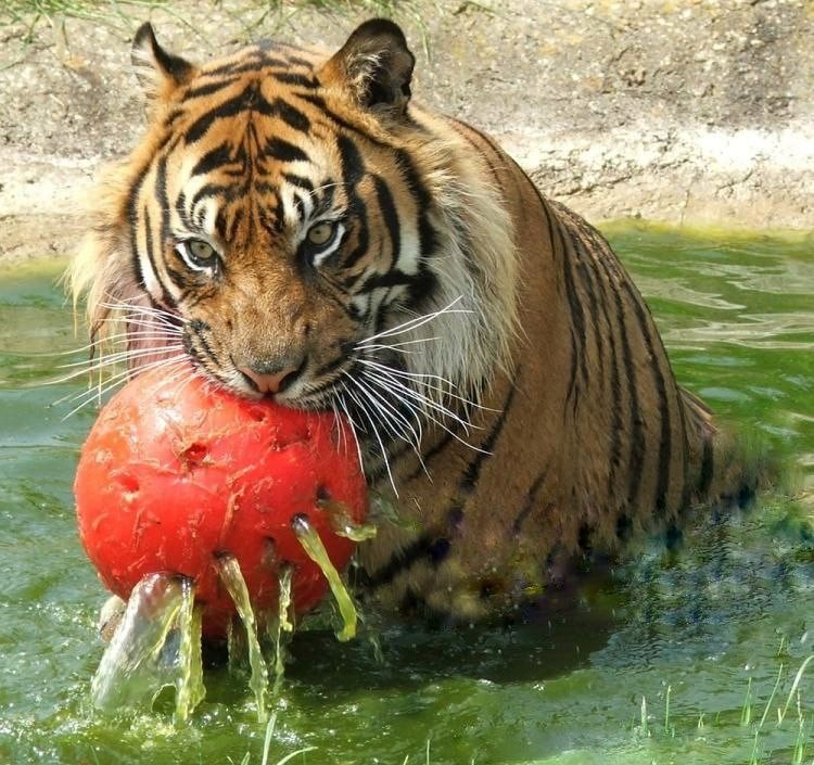 Создать мем: бенгальский тигр, тигр ест, томат амурский тигр