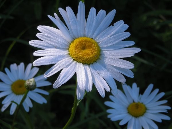 Create meme: Daisy , wildflowers , daisies in the dew