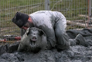 Create meme: pig, pig in the mud, dirty pig