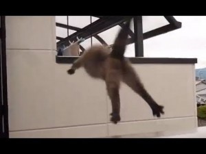 Create meme: cat parkour GIF, the cat took the leap GIF, cat jumping GIF