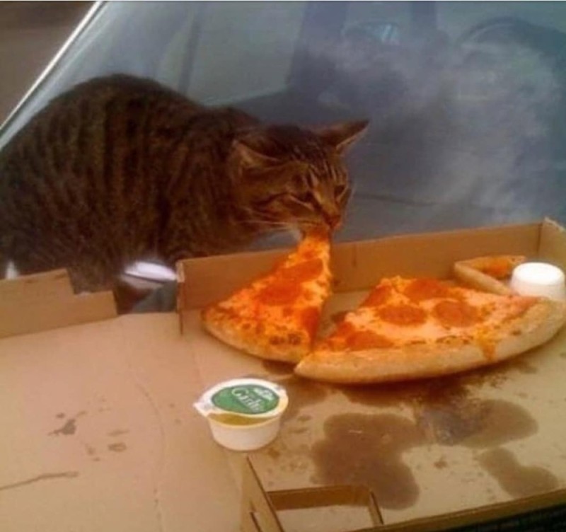 Create meme: cat steals pizza, cat eats pizza meme, the cat and the pizza meme