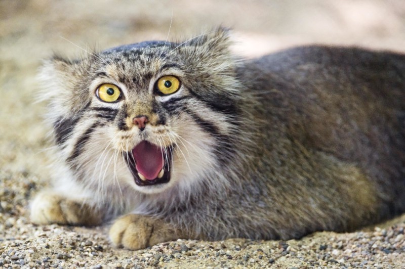 Create meme: wild cat manul, manul is evil, forest cat manul