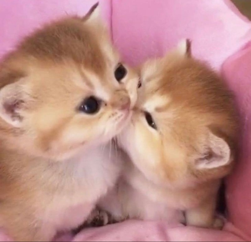 Создать мем: китти целуется с котиком, милые котики, фотографии котят милых