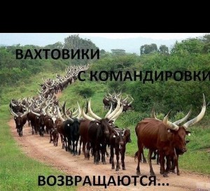 Создать мем: командировка, уганда, cow