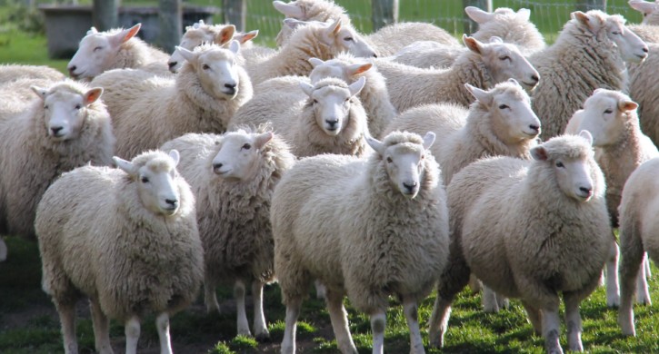 Создать мем: ромни марш порода овец, овца белая, овца