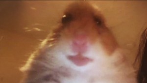 Create meme: surprised hamster, meme hamster, selfie hamster