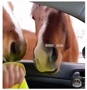 Create meme: the horse and the car