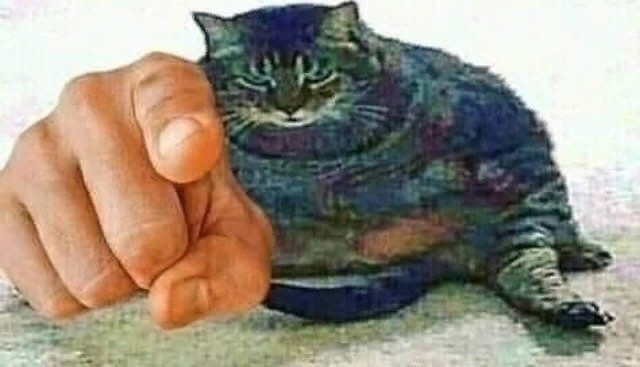 Create meme: cat , cats meme, The cat on the finger