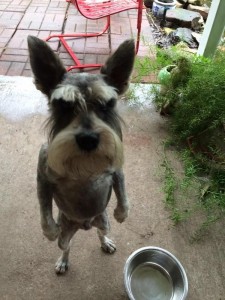 Create meme: dog, the miniature Schnauzer, dog