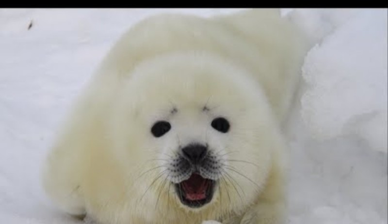 Create meme: seal white, belek is a baby seal, belek is a baby seal