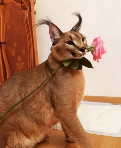 Create meme: Caracal