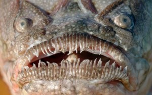 Create meme: the scariest sea creatures, dangerous fish, the worst fish in the world